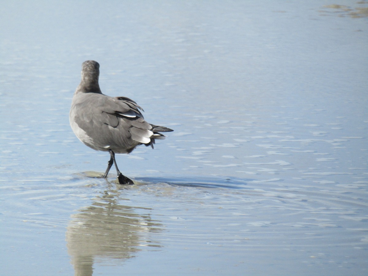 Heermann's Gull - ML360920981