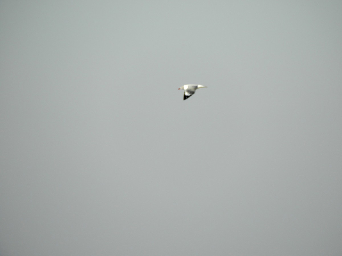 Сероголовая чайка - ML360922151