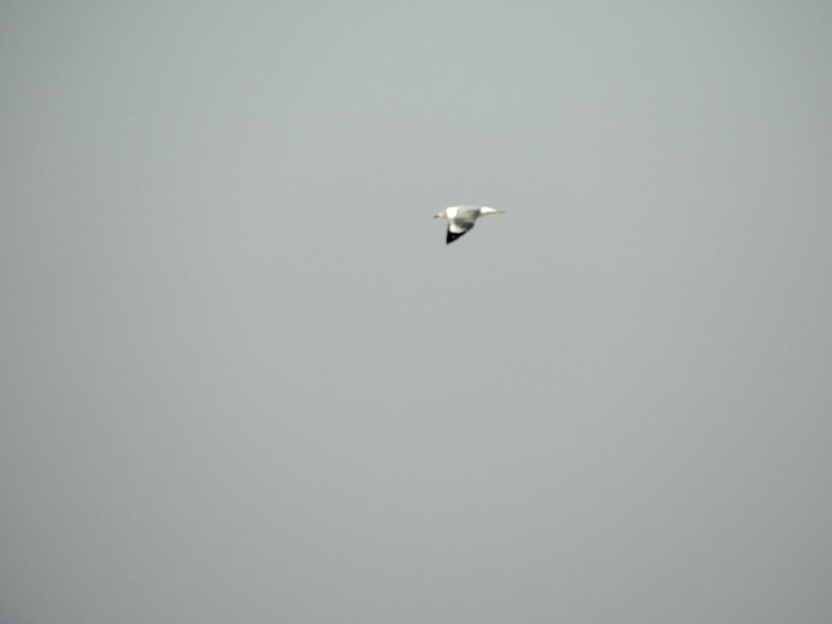 Gray-hooded Gull - ML360922151