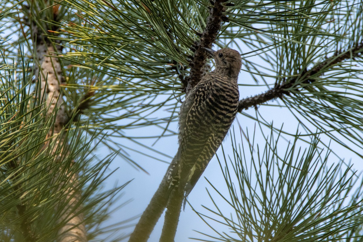 Williamson's Sapsucker - ML360922191