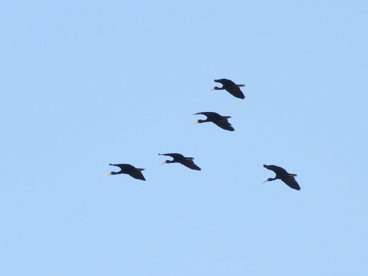 Bare-faced Ibis - ML360922271