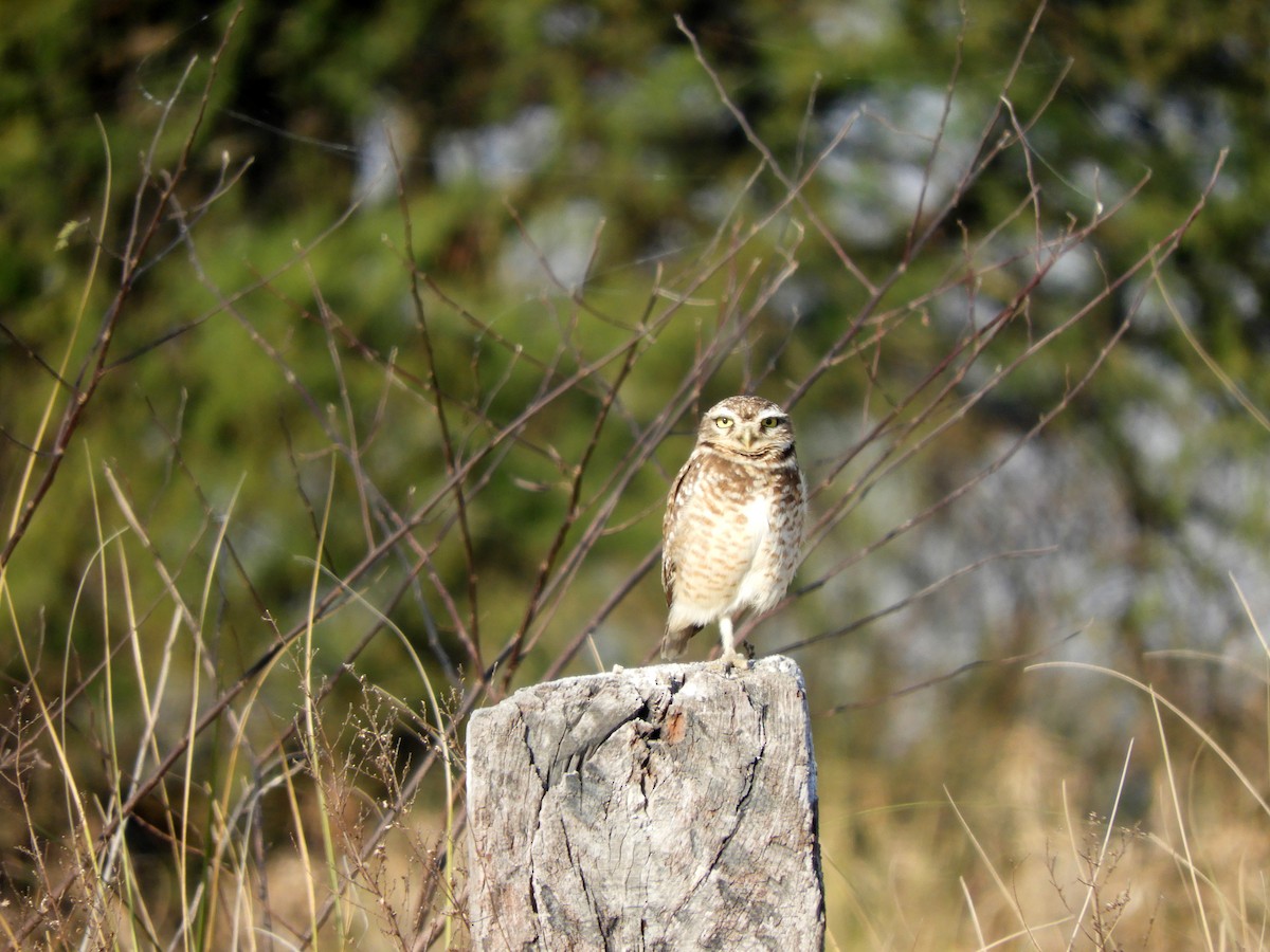 Burrowing Owl - ML360922281