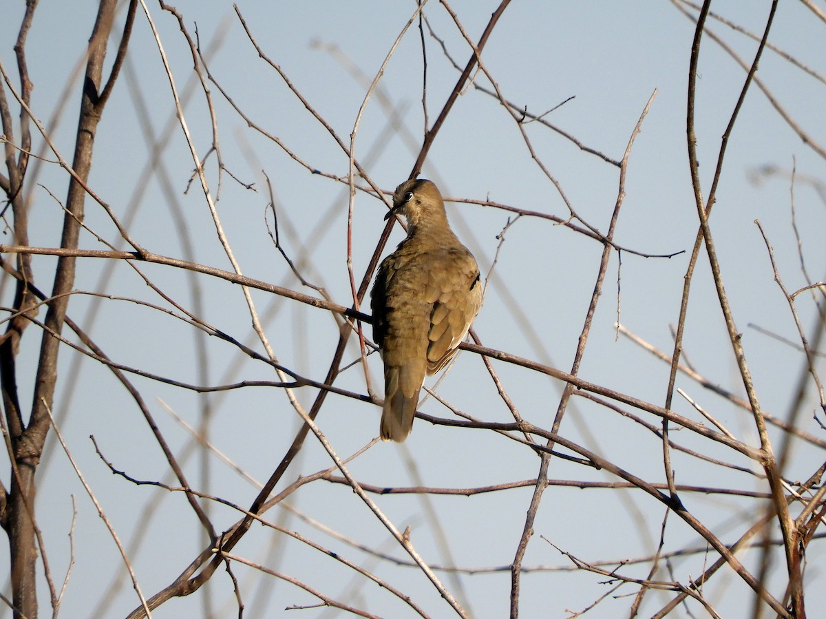 Picui Ground Dove - ML360922301