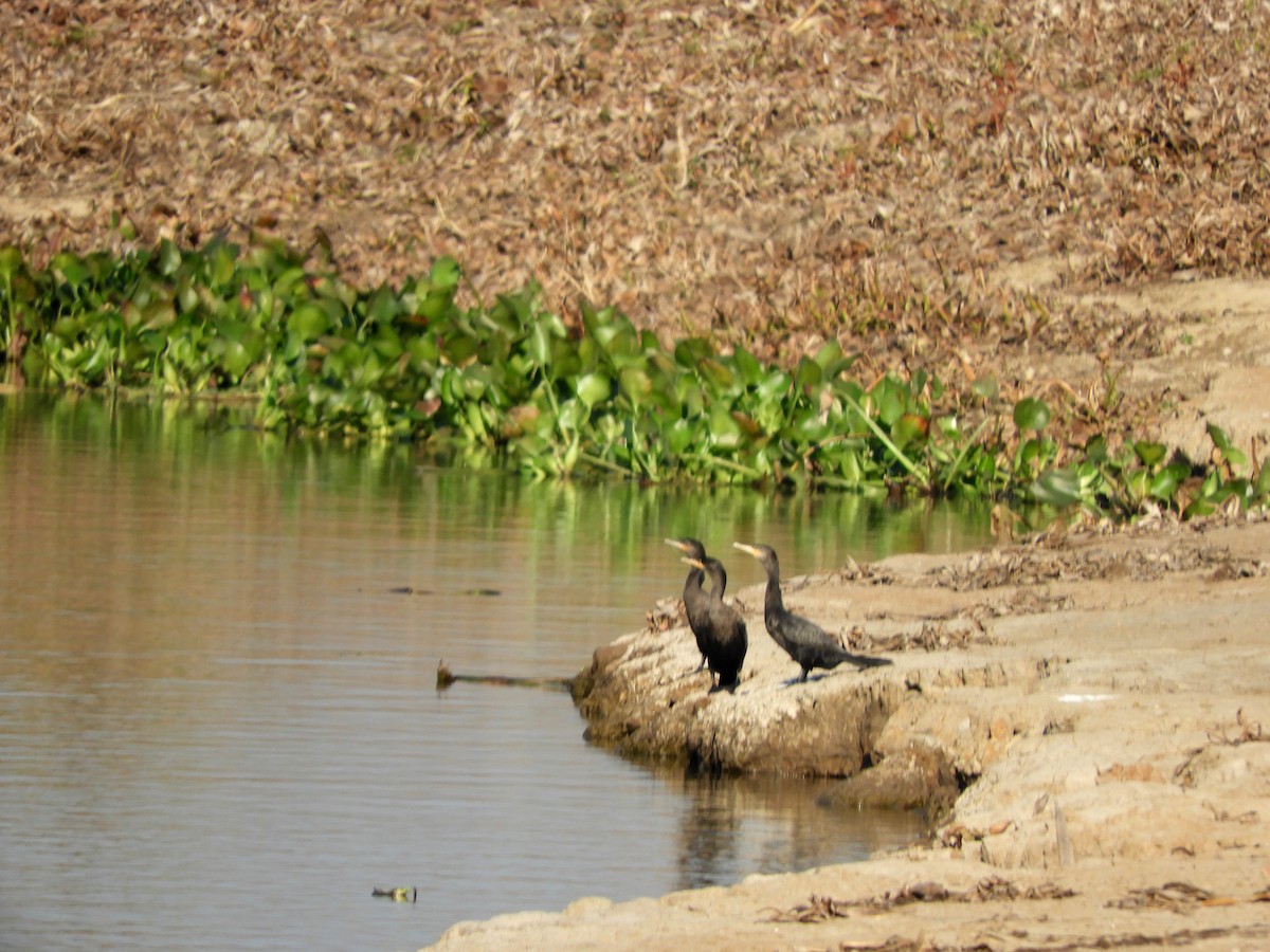 Cormoran vigua - ML360922391