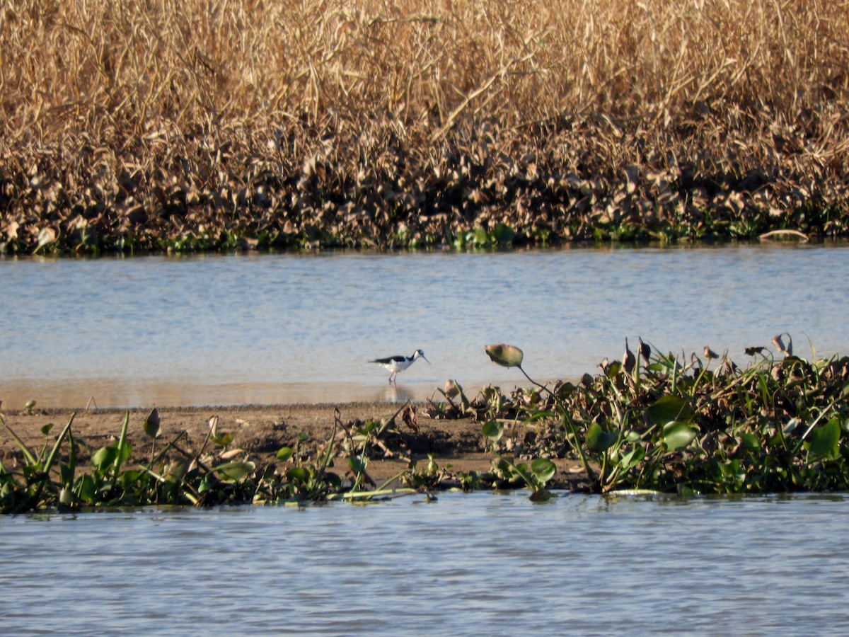 Black-necked Stilt - ML360922441