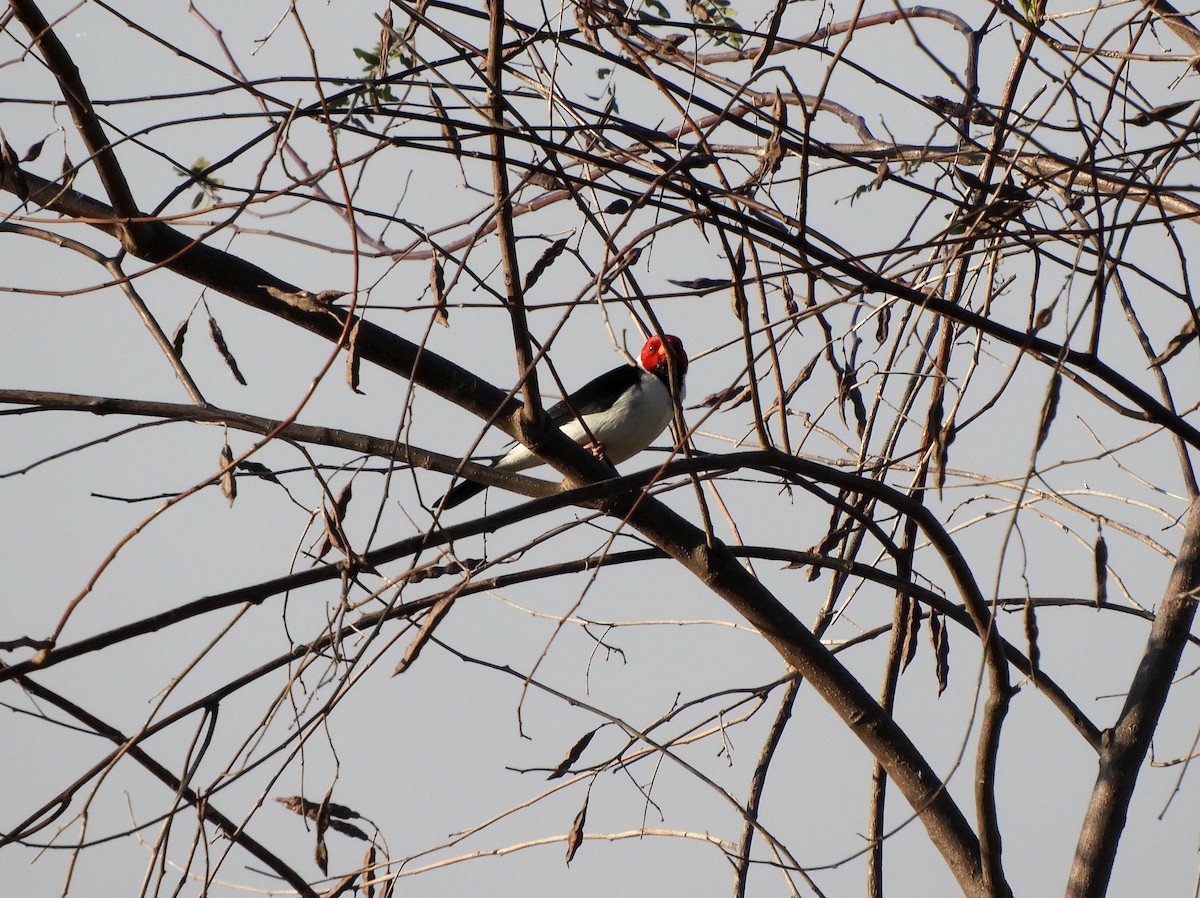 Yellow-billed Cardinal - ML360922451