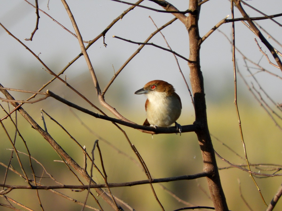 Great Antshrike - ML360922561