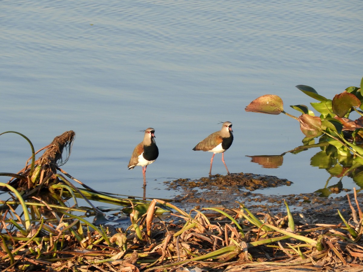 Southern Lapwing - ML360922601