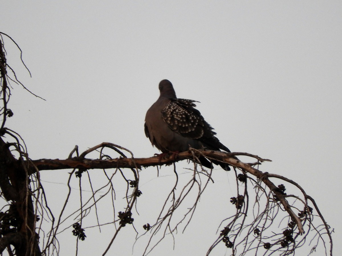 Spot-winged Pigeon - ML360922881
