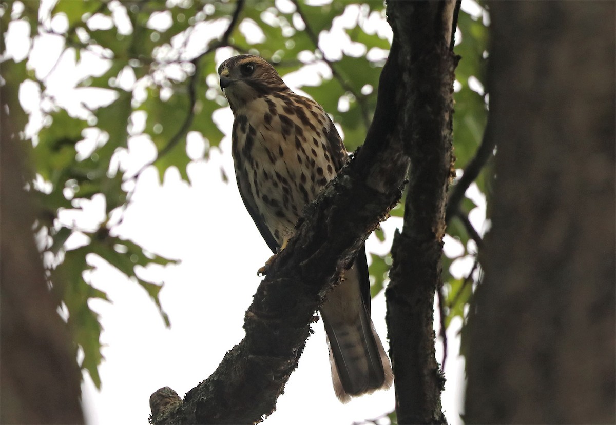 Broad-winged Hawk - Wendy Hogan