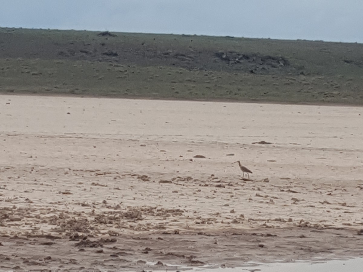 Long-billed Curlew - Tom Linda