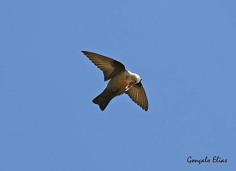 Eurasian Crag-Martin - ML360924901