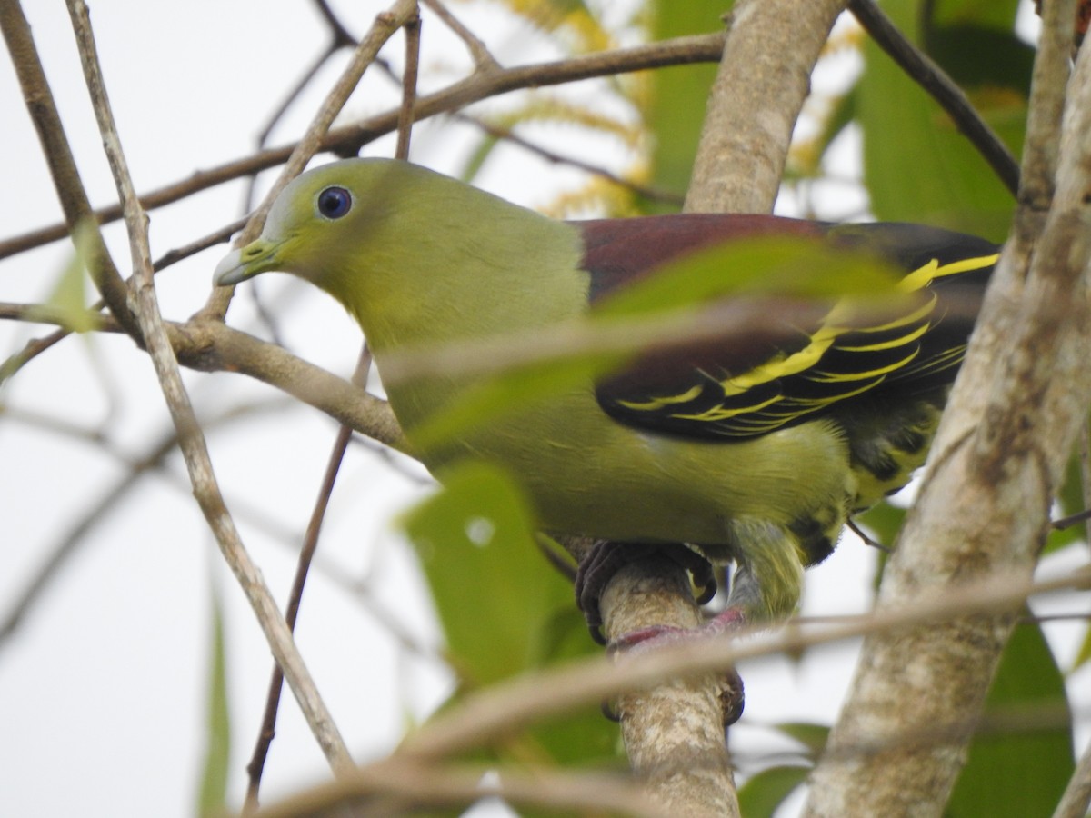 Gray-fronted Green-Pigeon - ML360925511