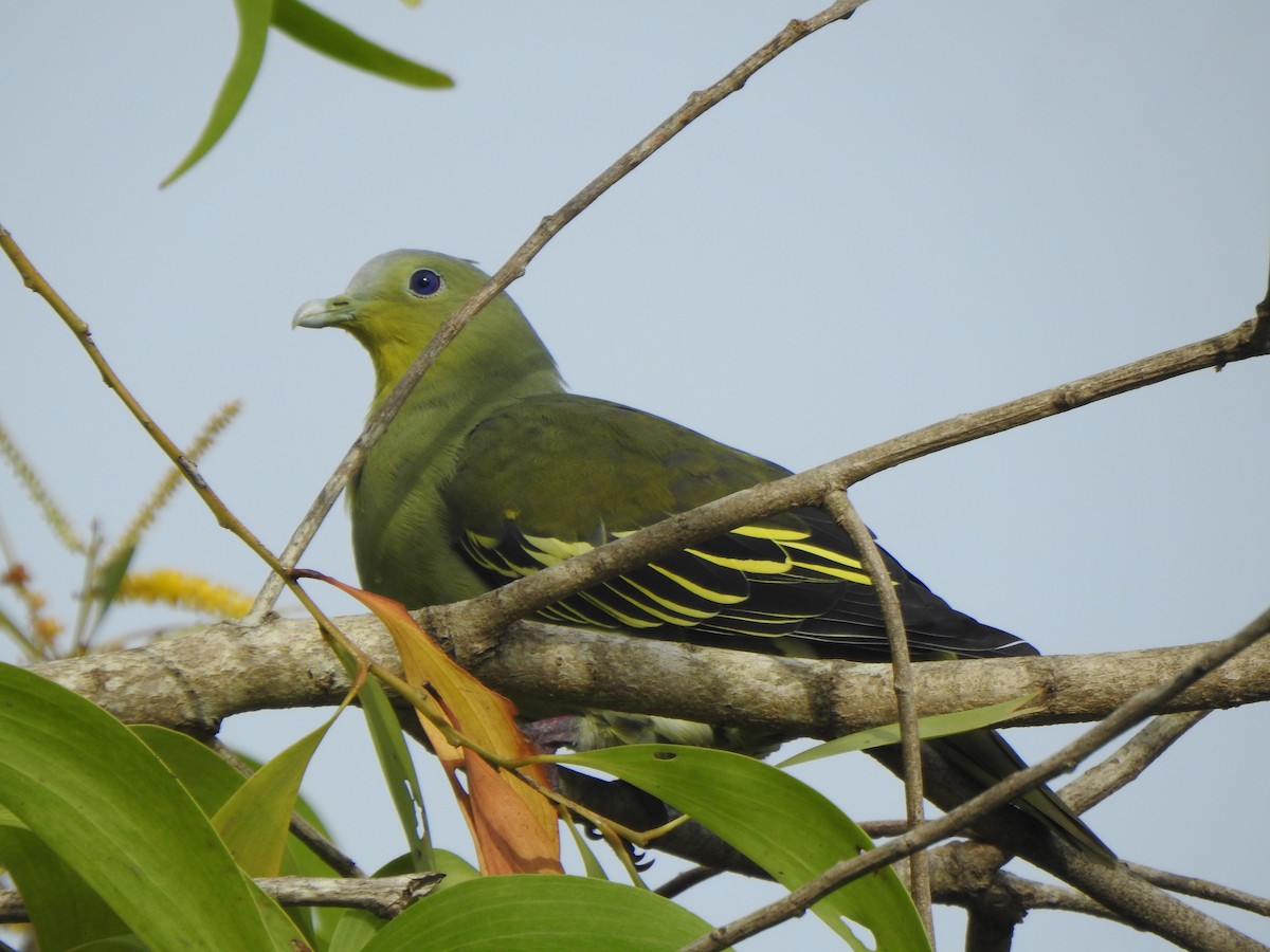 Gray-fronted Green-Pigeon - ML360925561