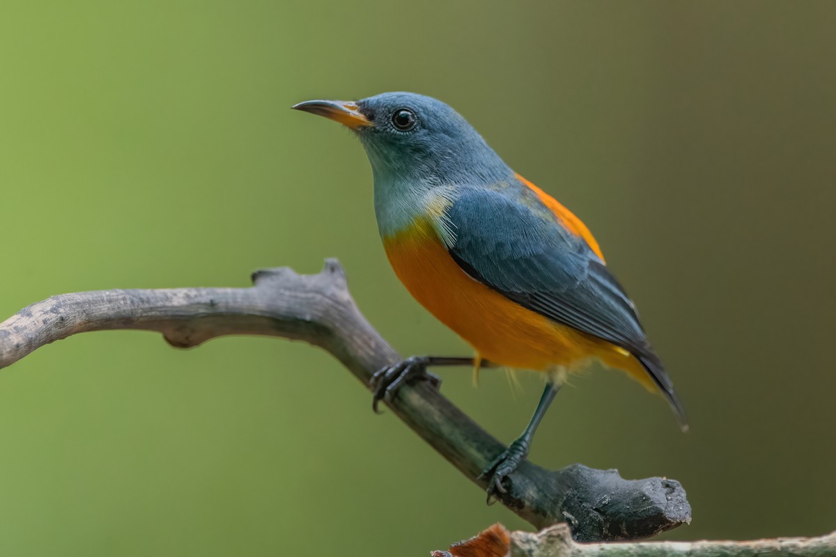 Orange-bellied Flowerpecker - Ngoc Sam Thuong Dang