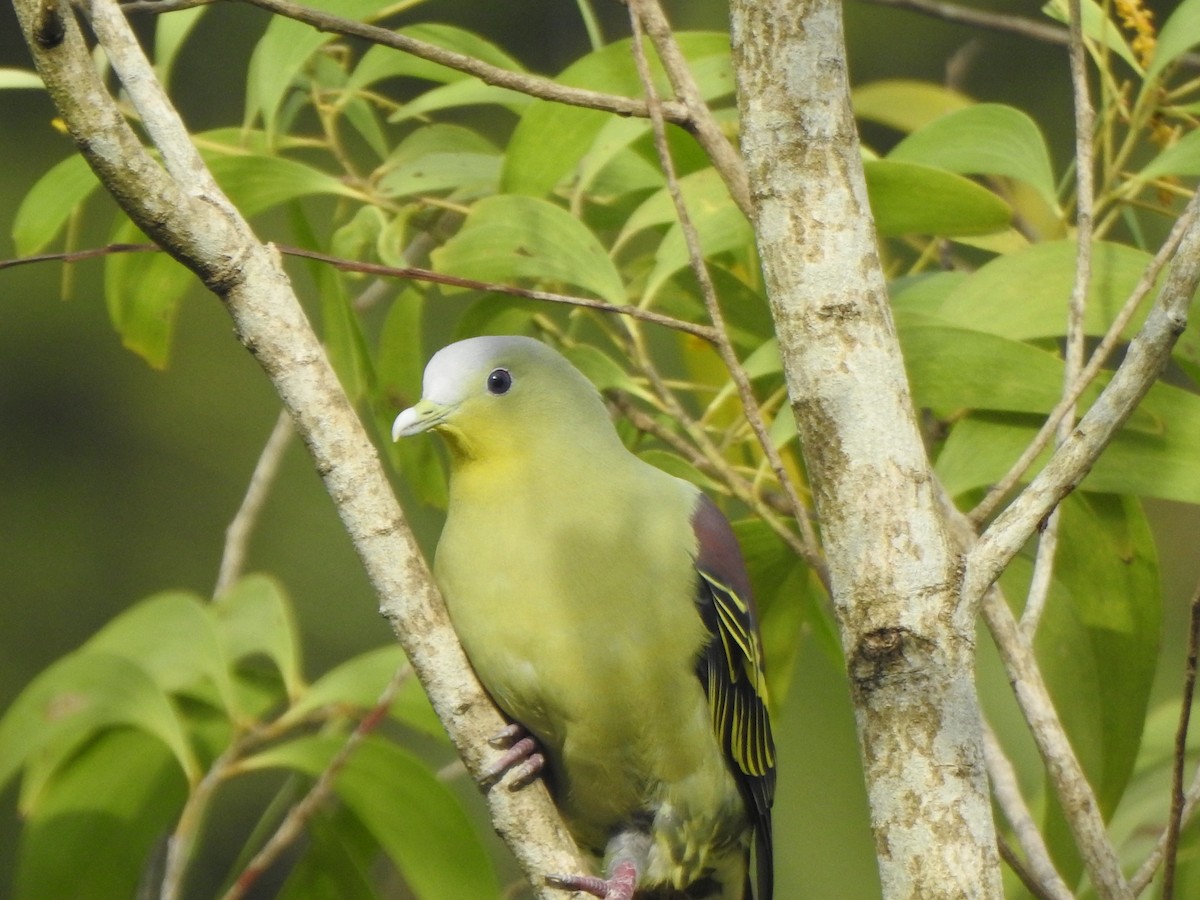 Gray-fronted Green-Pigeon - Sreedevi A