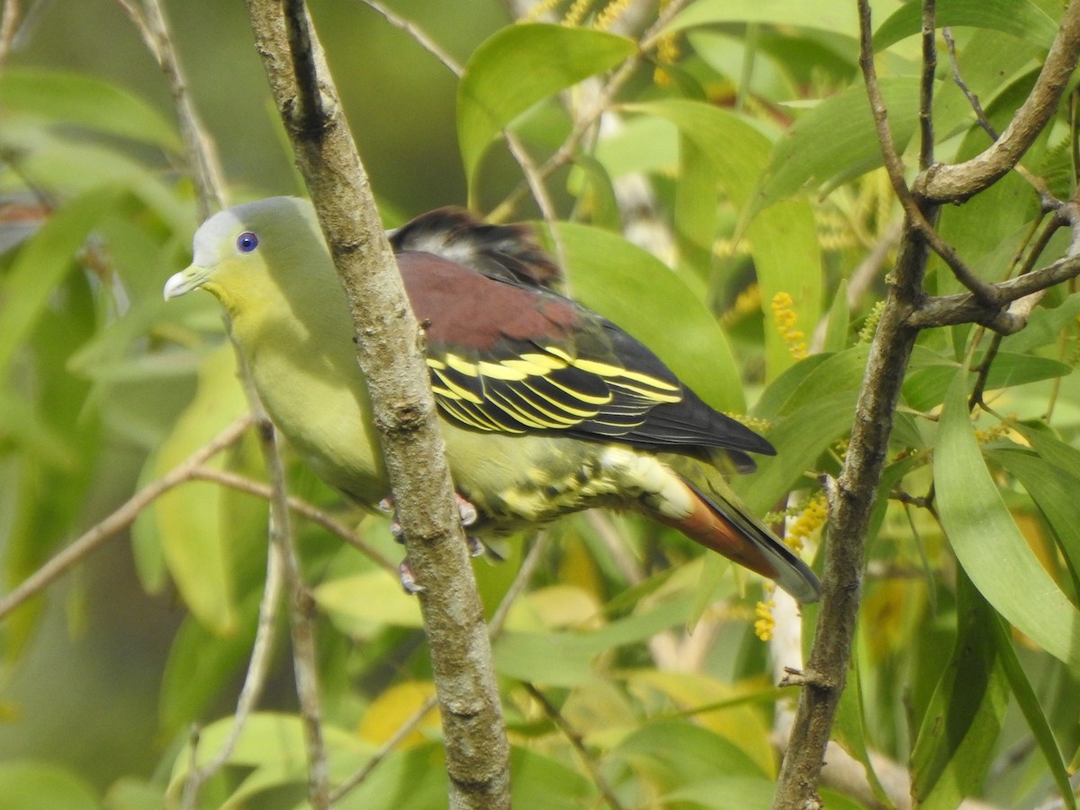 Gray-fronted Green-Pigeon - ML360925941