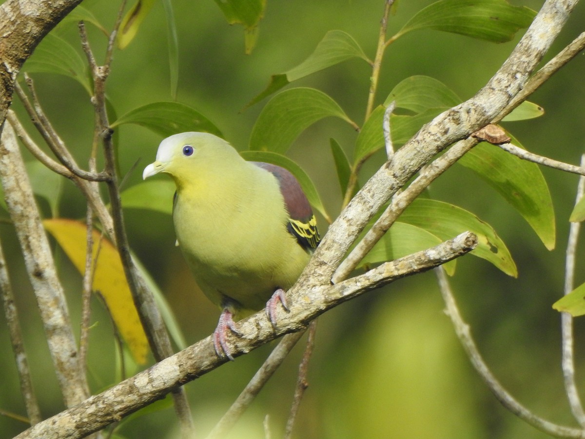 Gray-fronted Green-Pigeon - ML360926081