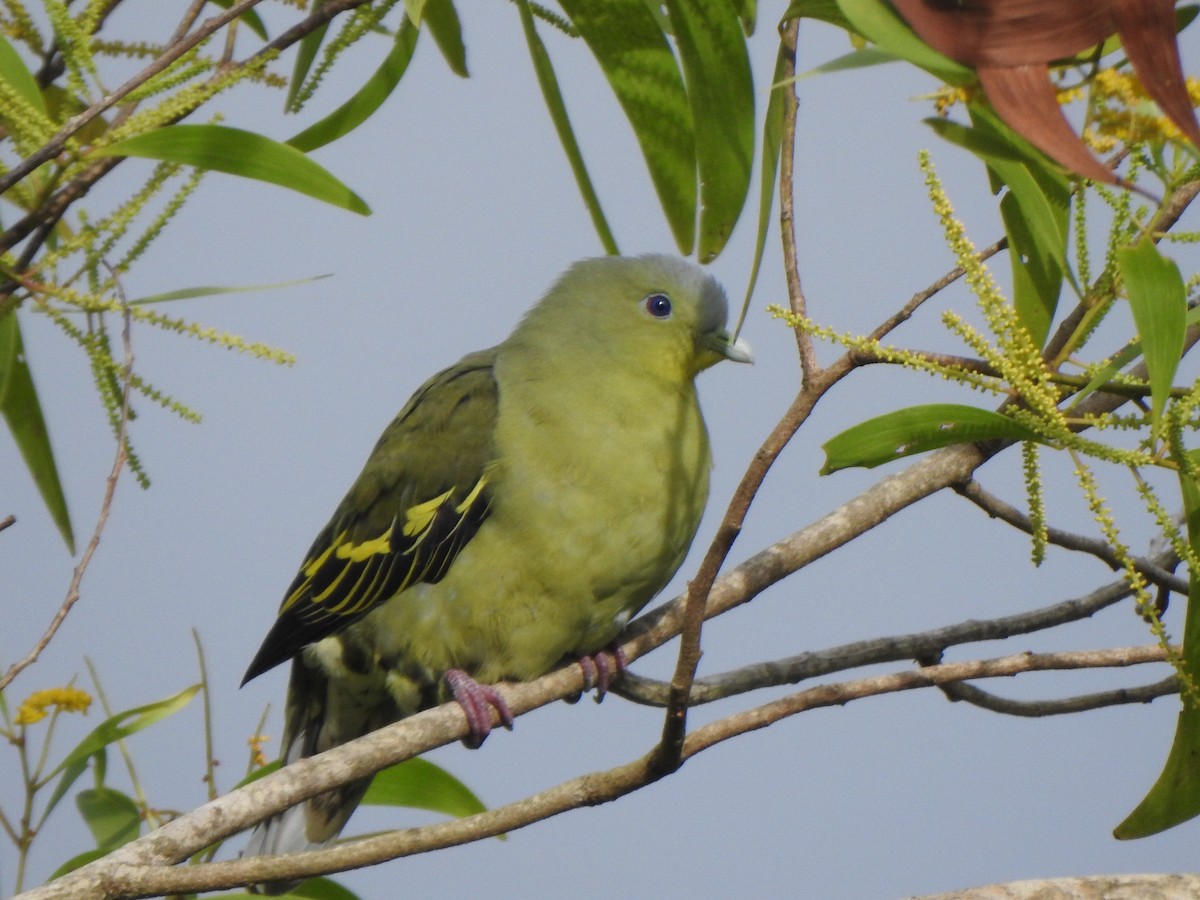 Gray-fronted Green-Pigeon - ML360926361
