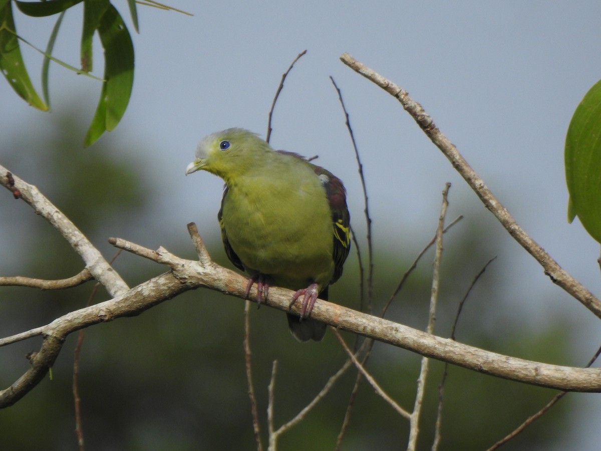 Gray-fronted Green-Pigeon - ML360926561