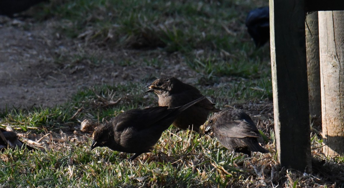 Shiny Cowbird - ML360926861