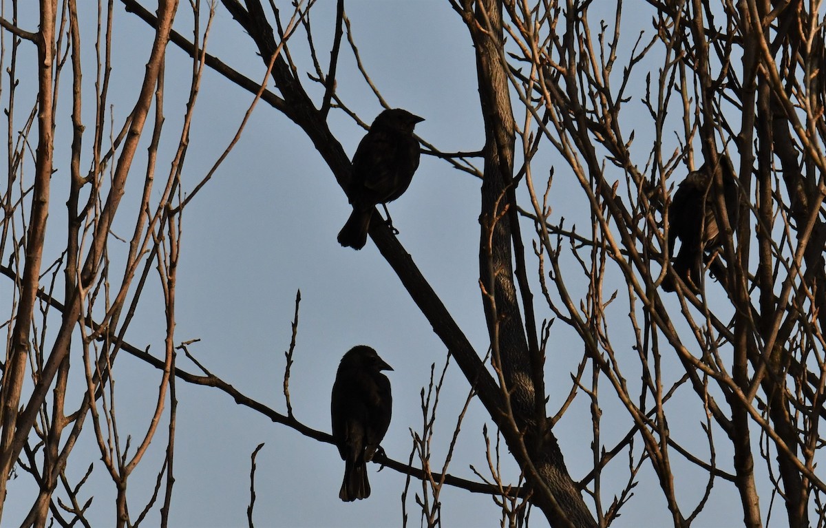 Shiny Cowbird - ML360926871