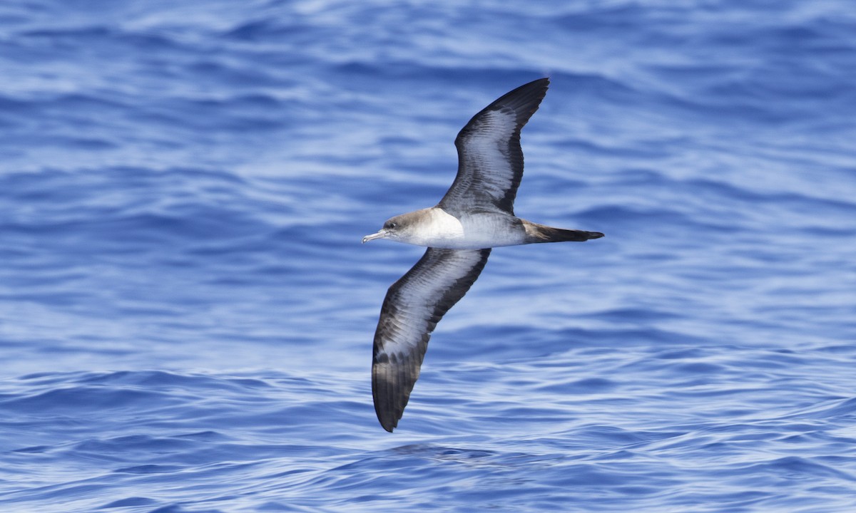 Wedge-tailed Shearwater - Brian Sullivan