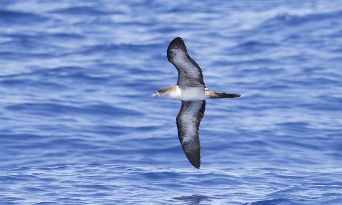 Wedge-tailed Shearwater - Brian Sullivan