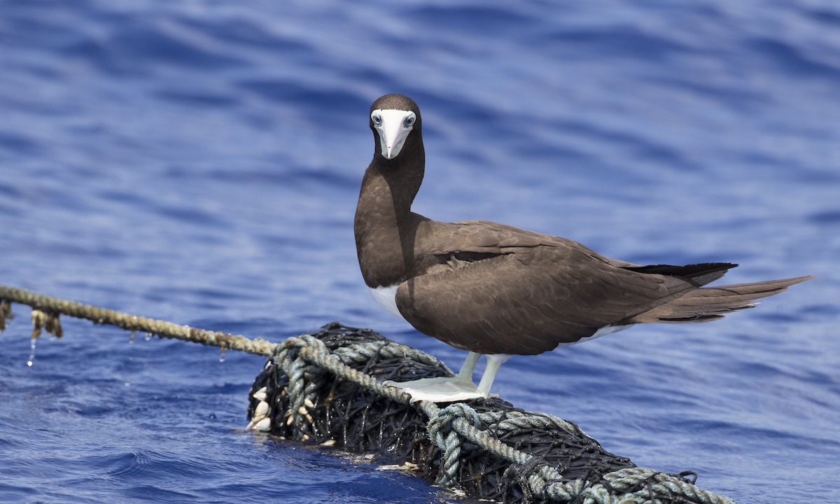 Brown Booby (Forster's) - Brian Sullivan