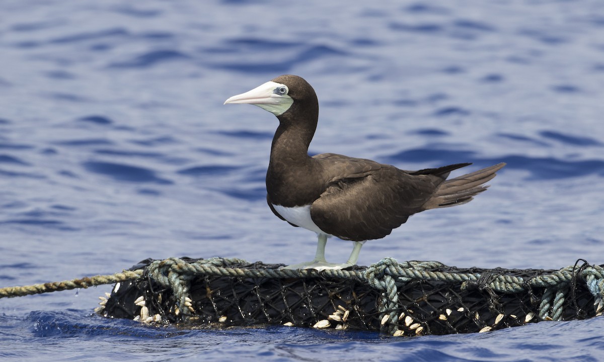 Brown Booby (Forster's) - Brian Sullivan