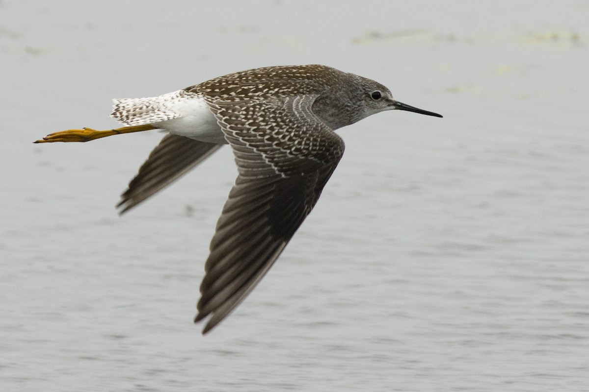 Lesser Yellowlegs - Michael Bowen