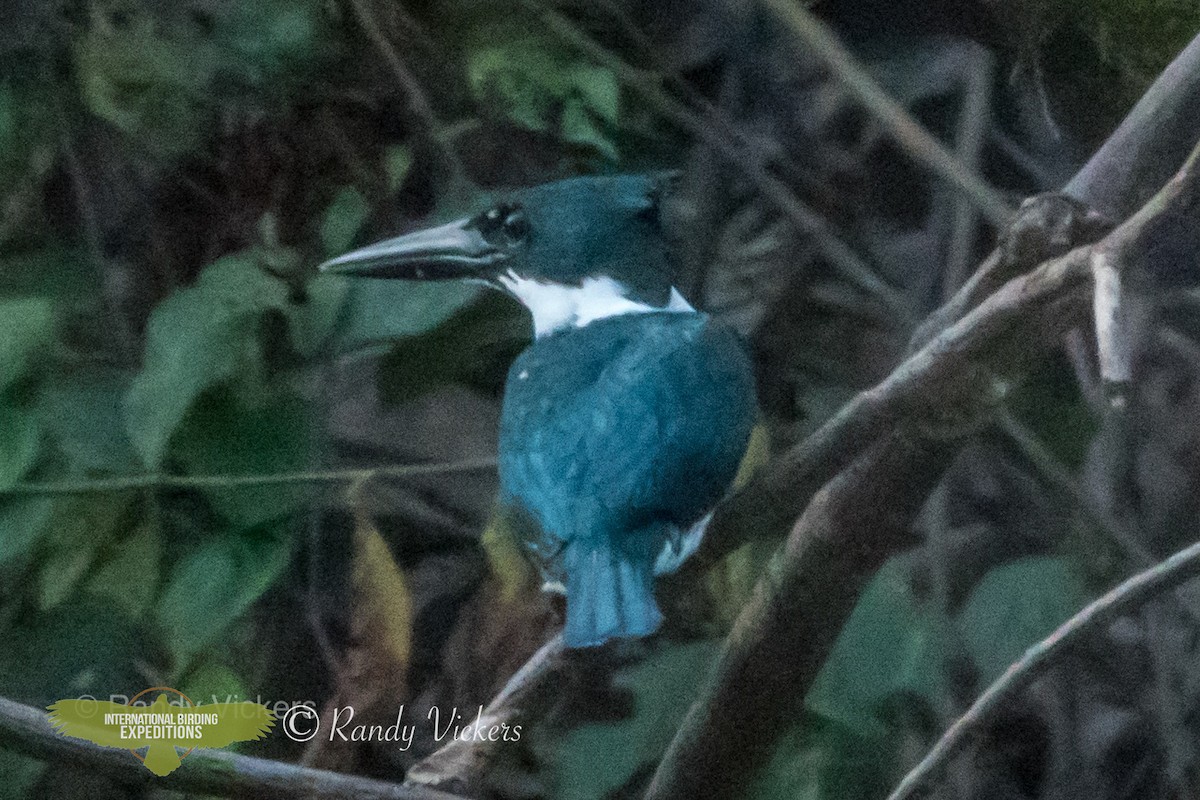 Amazon Kingfisher - ML360930891