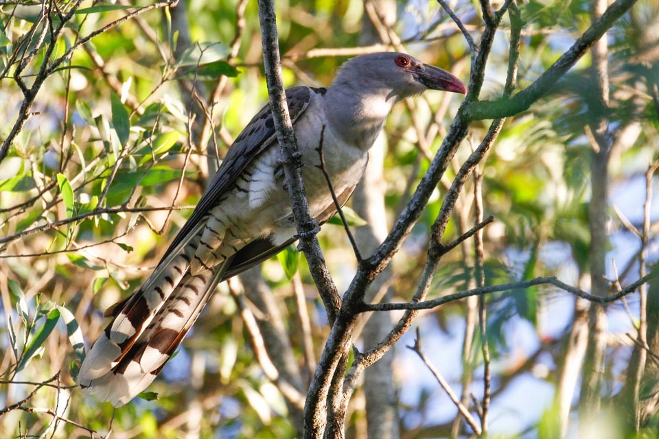 Channel-billed Cuckoo - ML36093101