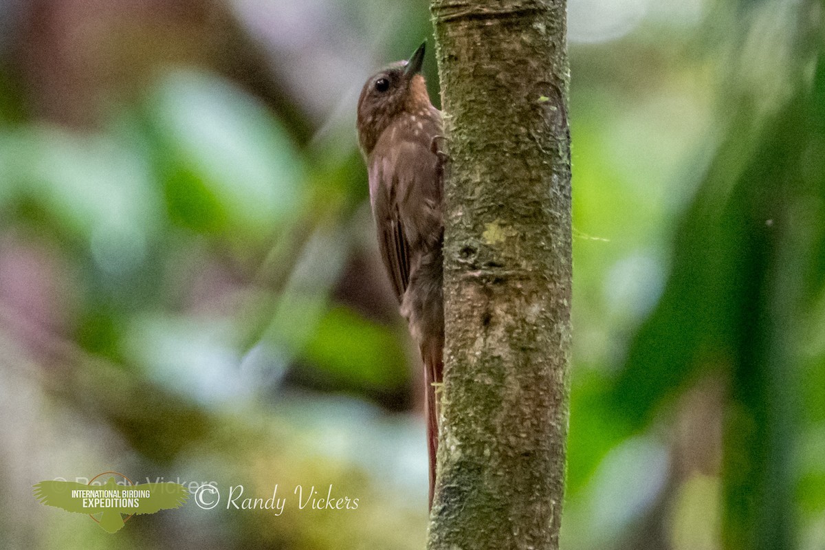 Wedge-billed Woodcreeper (spirurus Group) - ML360931331