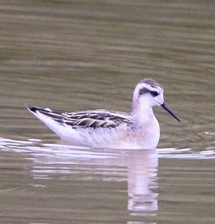 Red-necked Phalarope - ML360932511