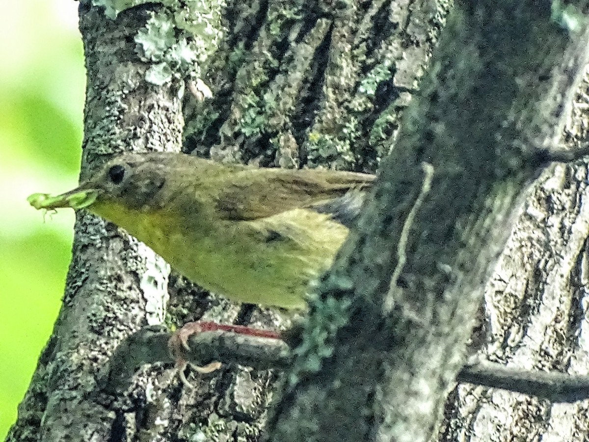 Paruline masquée - ML360932861