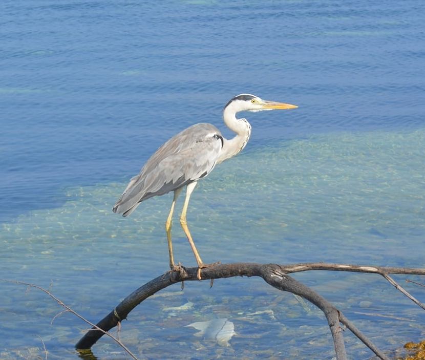 Gray Heron - ML360935721