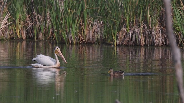 American White Pelican - ML360935951