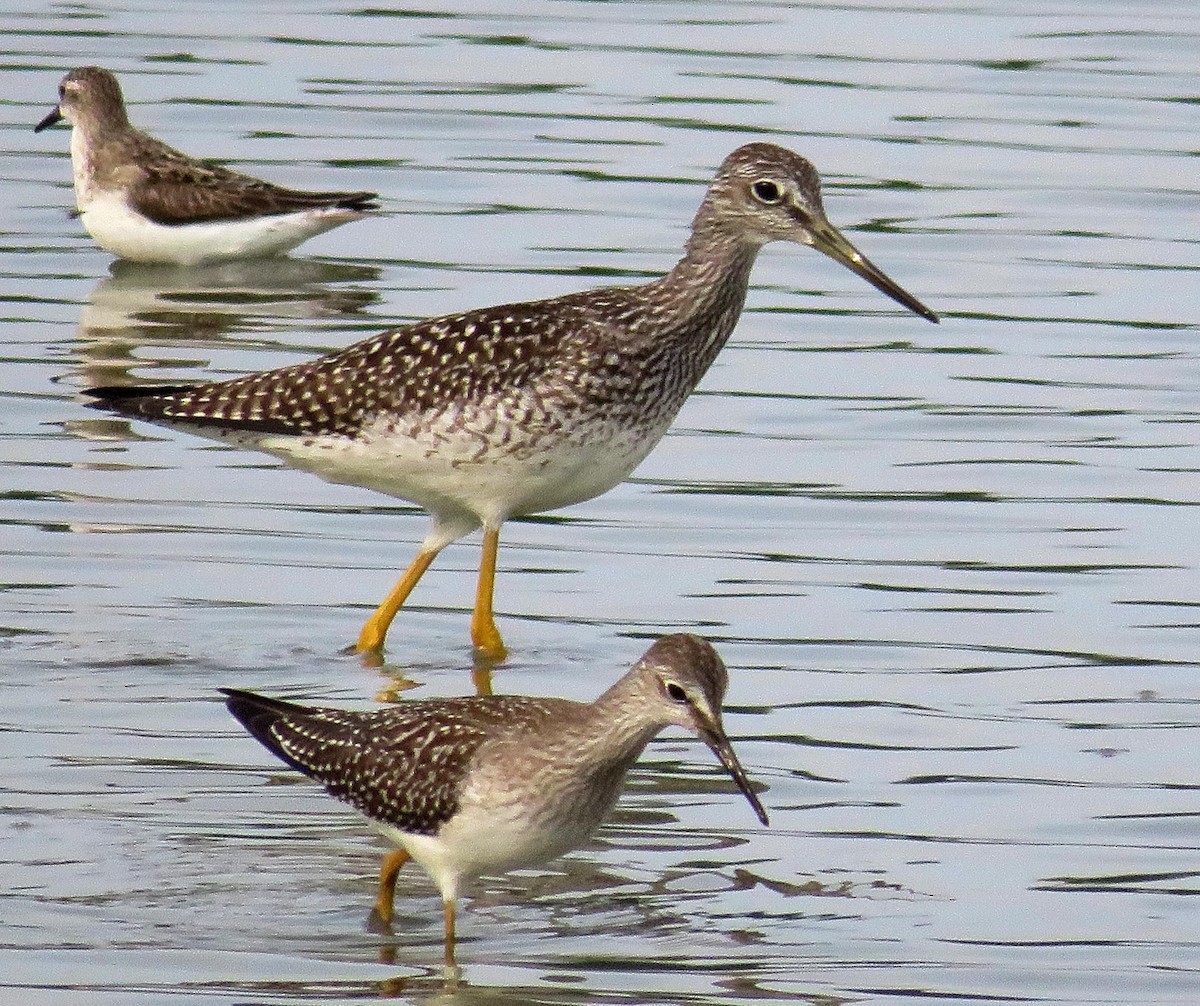 Lesser/Greater Yellowlegs - ML360938121