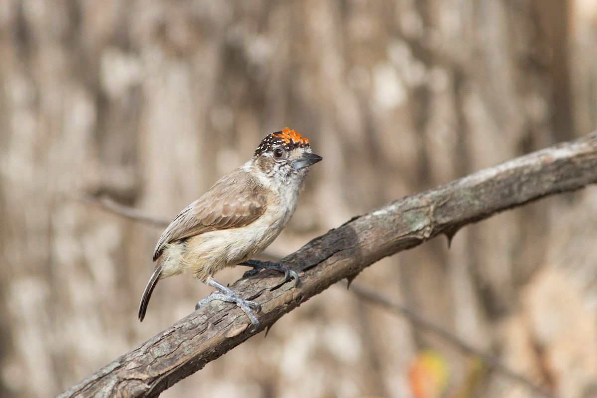 Ochraceous Piculet - ML360938271