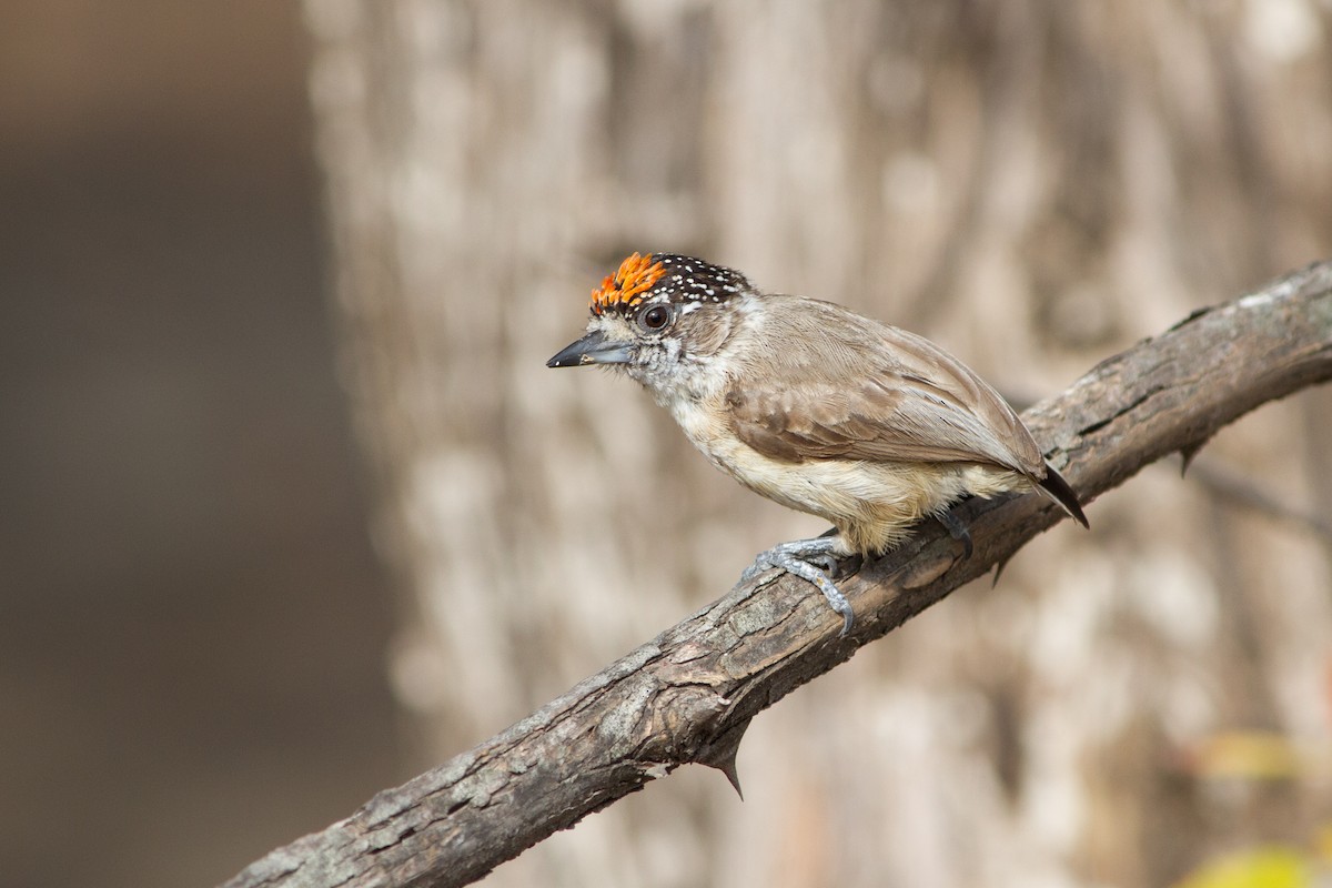 Ochraceous Piculet - ML360938281