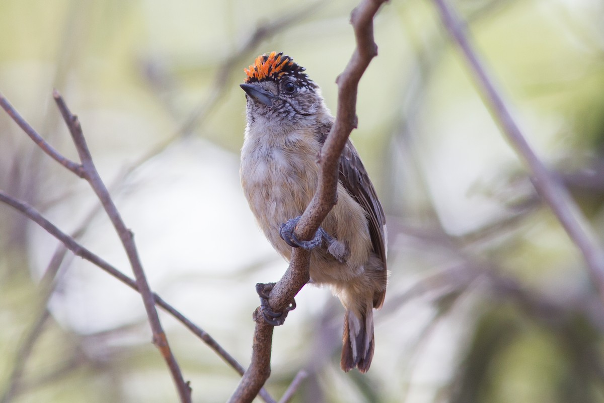 Ochraceous Piculet - ML360938651