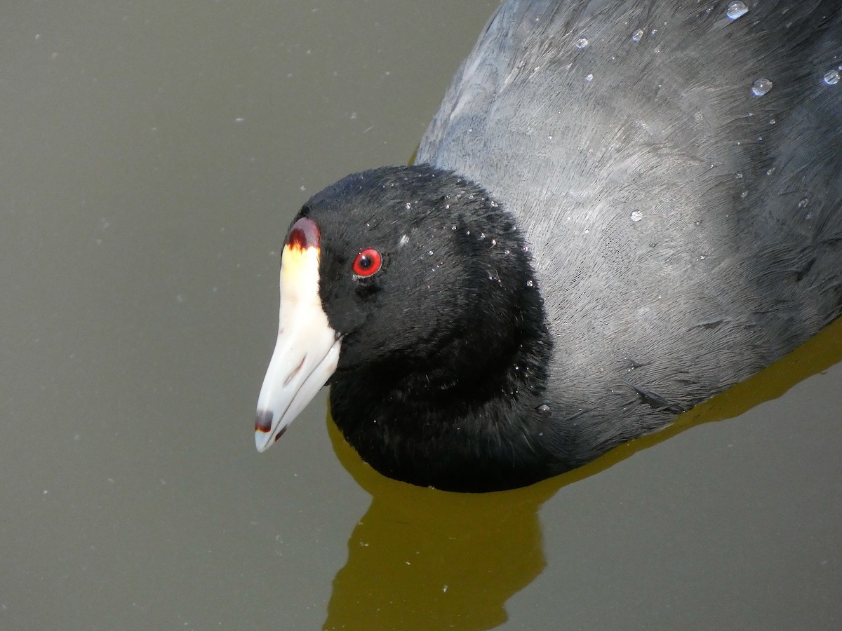 American Coot - Braxton Landsman