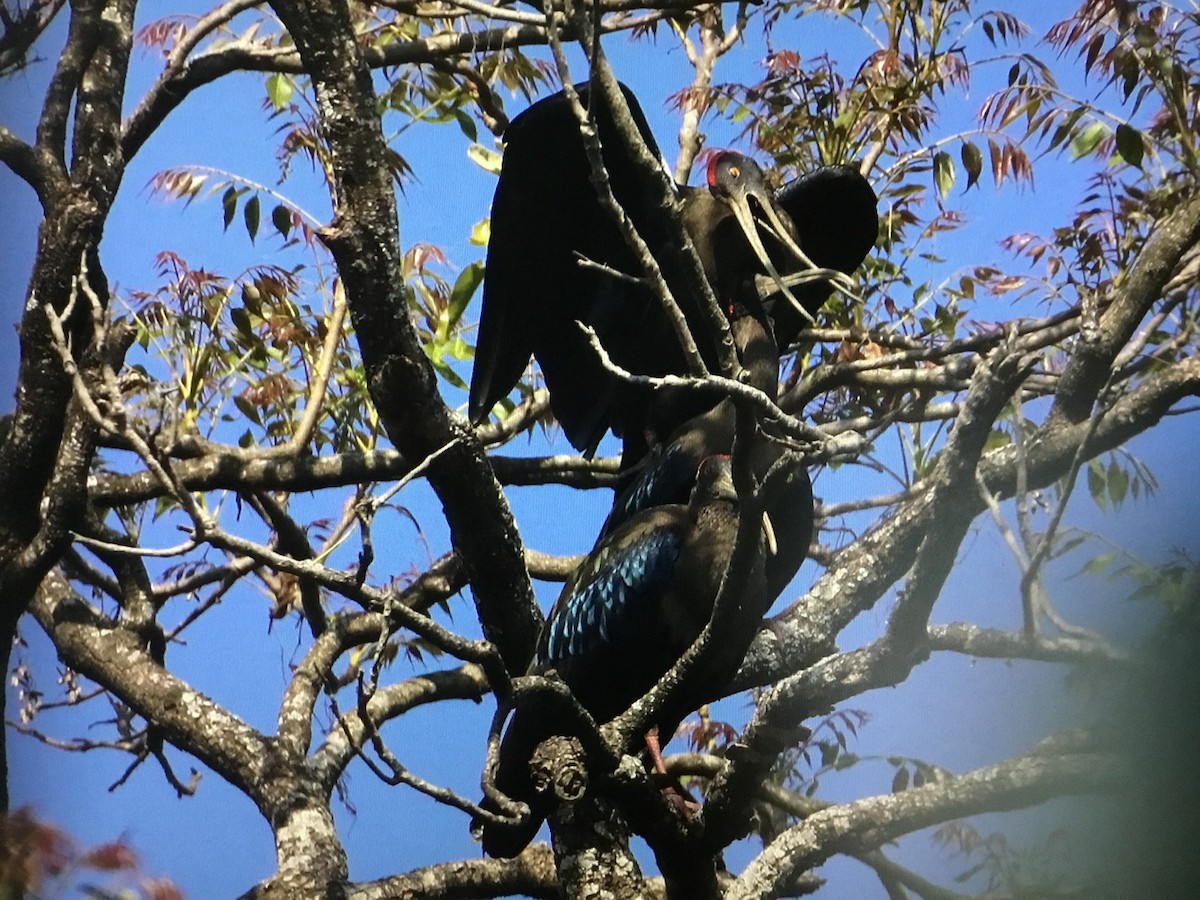 Red-naped Ibis - ML360941141