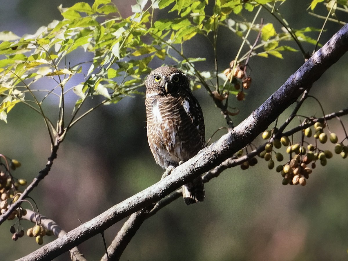 Asian Barred Owlet - ML360941231