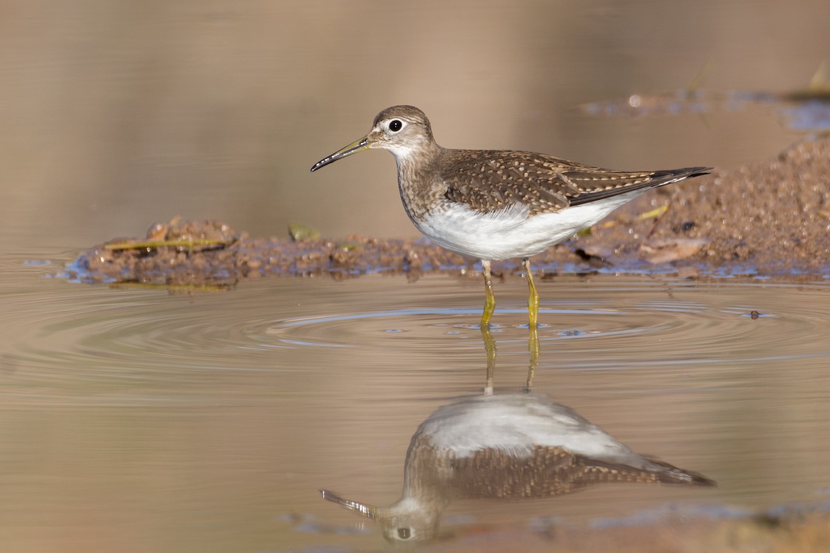 Solitary Sandpiper - ML360941361