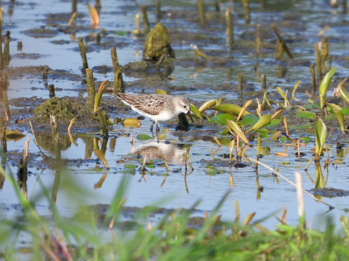 Semipalmated Sandpiper - ML360943301