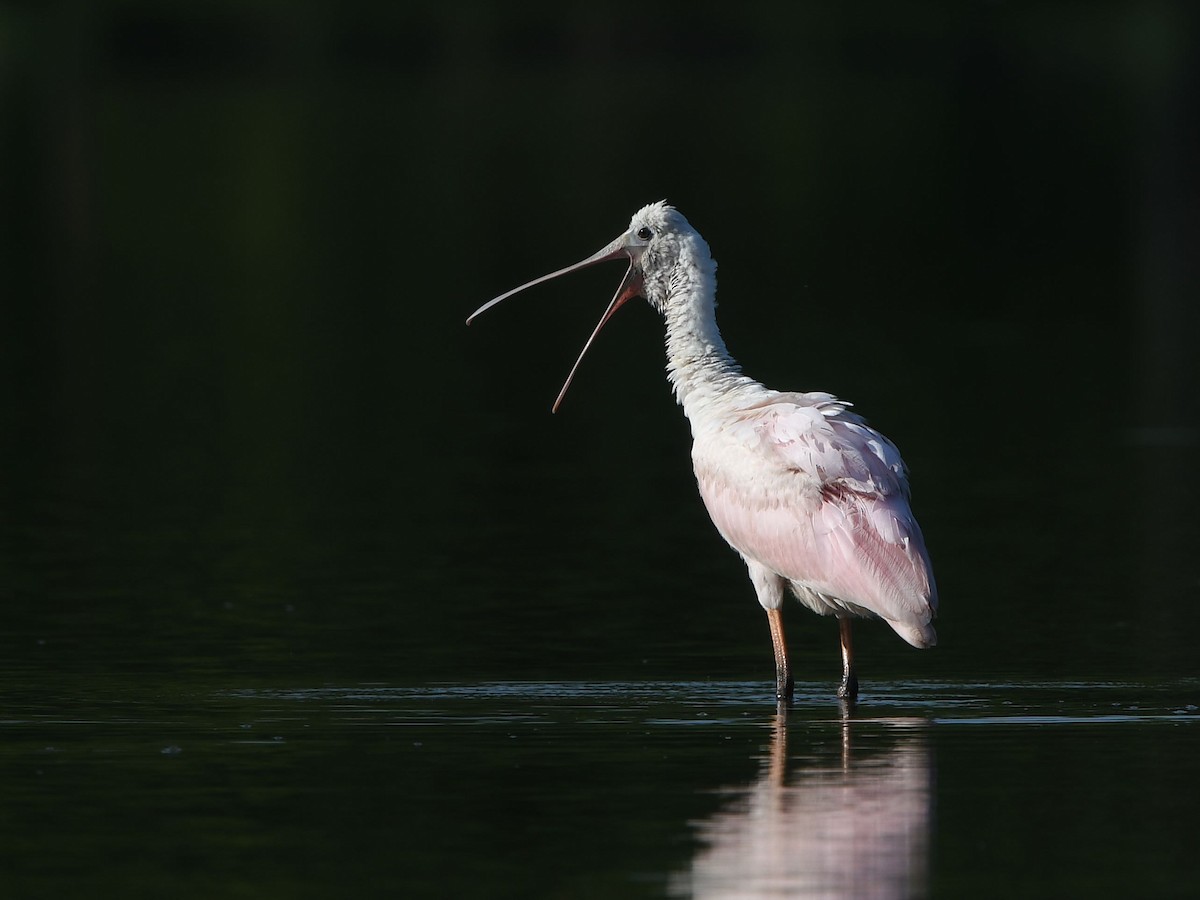 Roseate Spoonbill - ML360945471