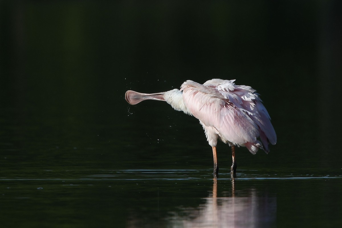 Roseate Spoonbill - ML360945491