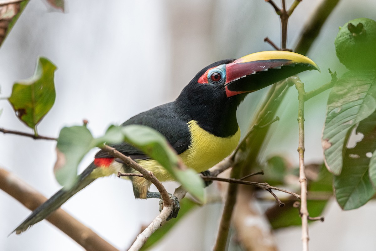 Green Aracari - Ralph Hatt